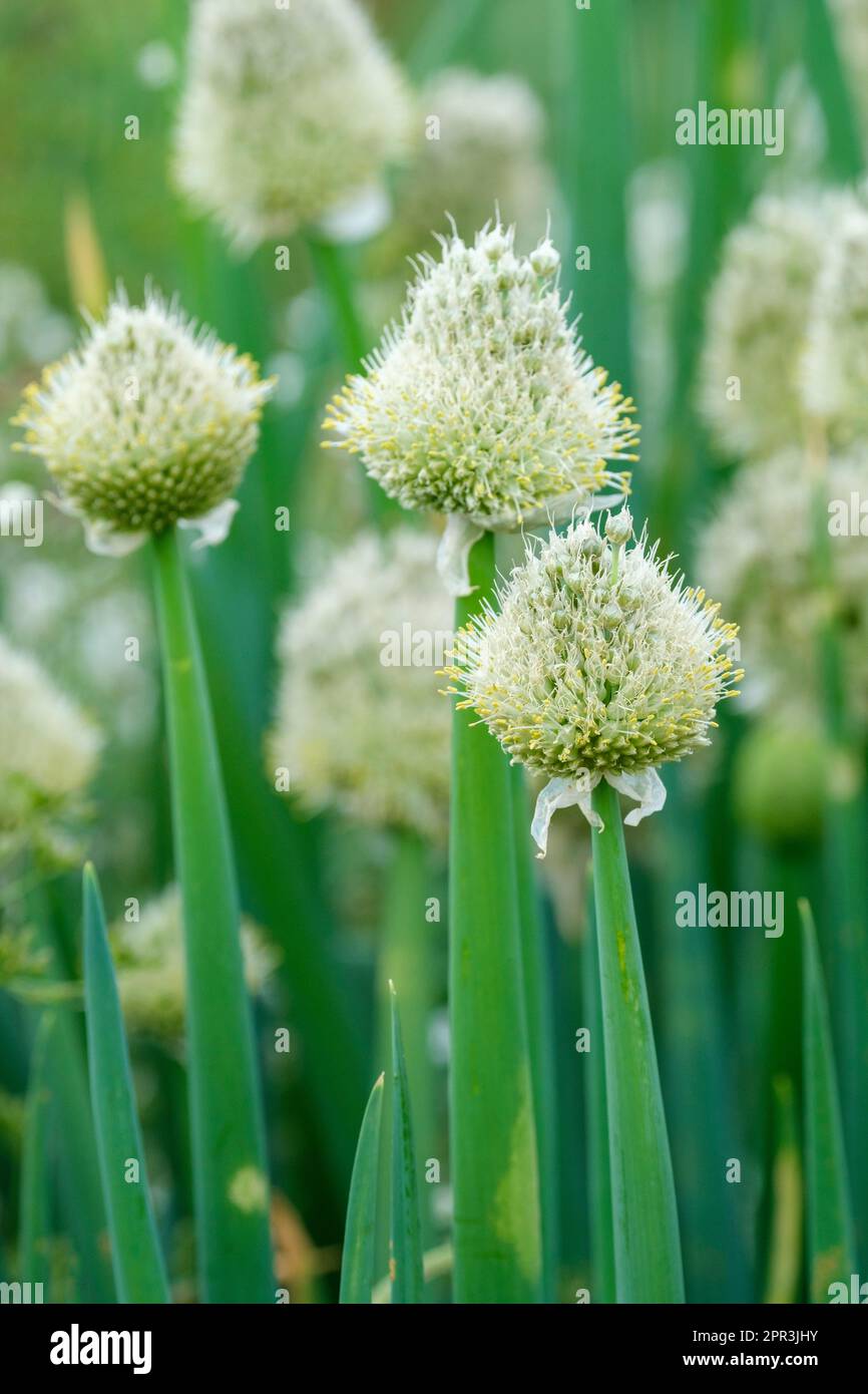 Allium fistulosum, cipolla gallese, cipolla da mungitura, fiori bianco-cremosi, metà estate Foto Stock