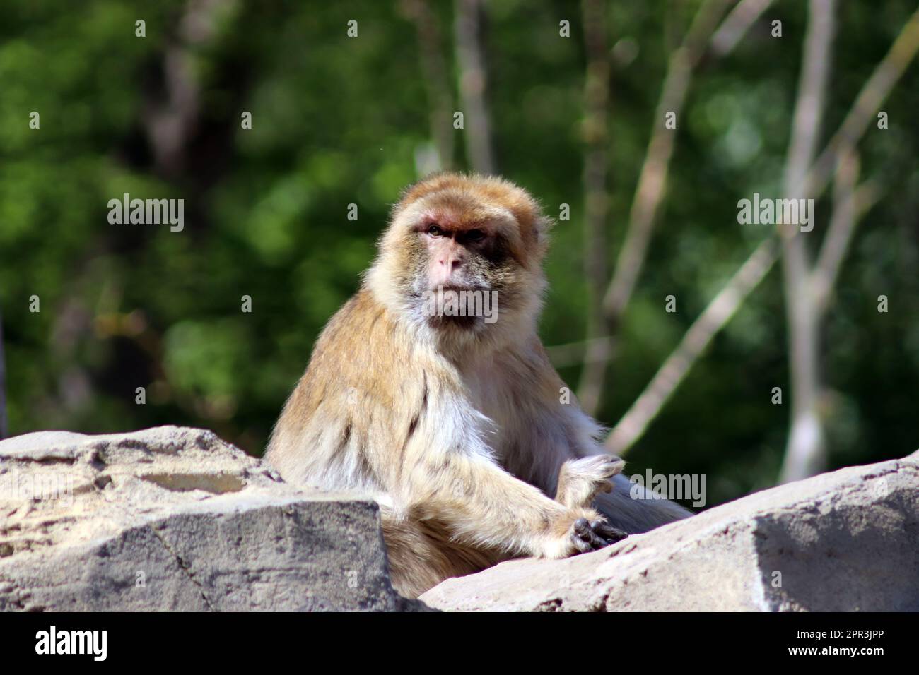 Macaque giapponese Foto Stock