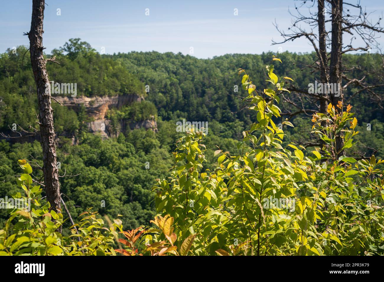 Red River Gorge Geological Area nel Kentucky Foto Stock