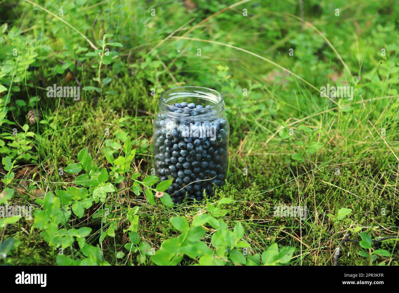 Vaso di vetro pieno con mirtilli freschi Foto Stock