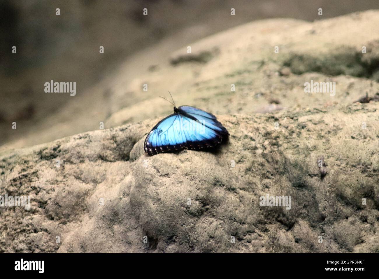 Farfalla Morpho blu (Morpho peleides) Foto Stock