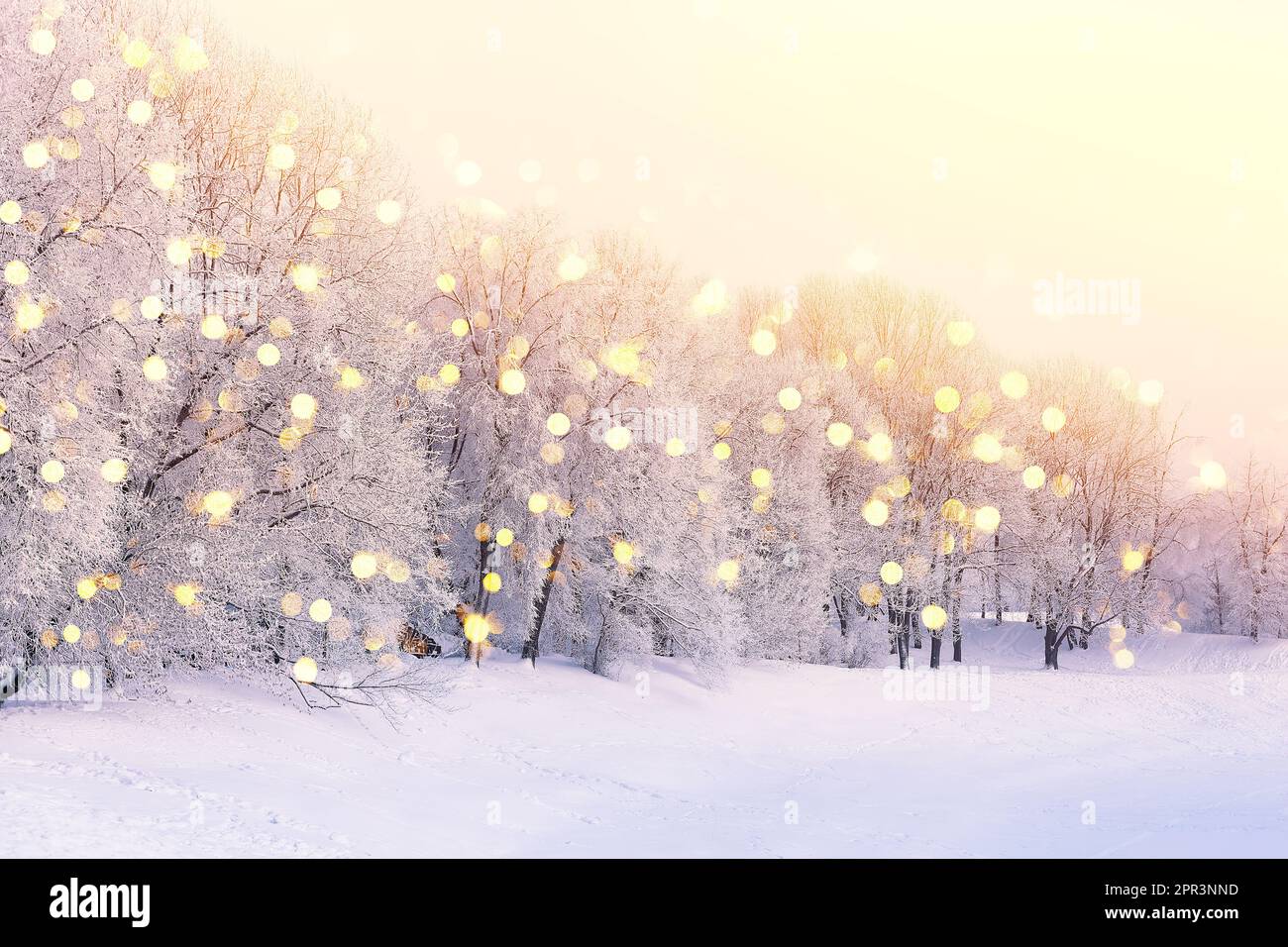 Albero di abete invernale scena natalizia con luce solare. Rami di abete ricoperti di neve. Natale inverno sfocato sfondo con luci garland, festa Foto Stock