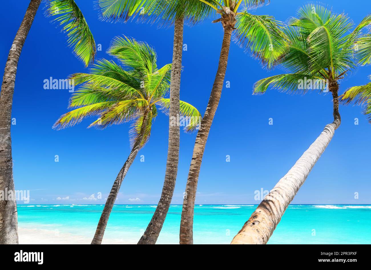 Spiaggia di sabbia bianca tropicale con palme da cocco e acqua blu turchese a Punta Cana, Repubblica Dominicana. Vacanze estive sfondo. Tropico soleggiato Foto Stock