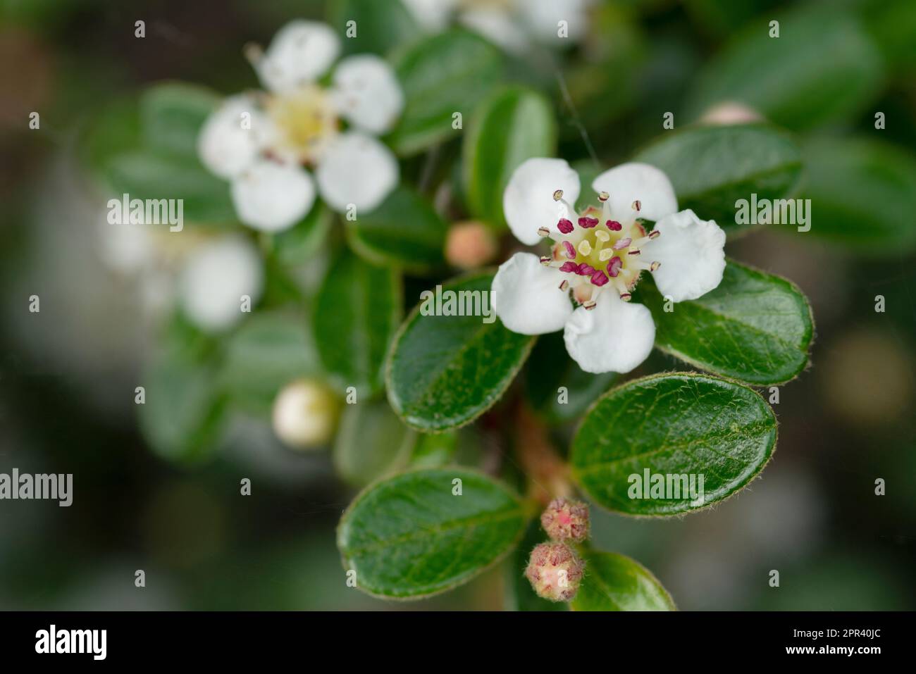 Cotoneaster di Bearberry, Dammeri di Cotoneaster, Fiori Foto Stock