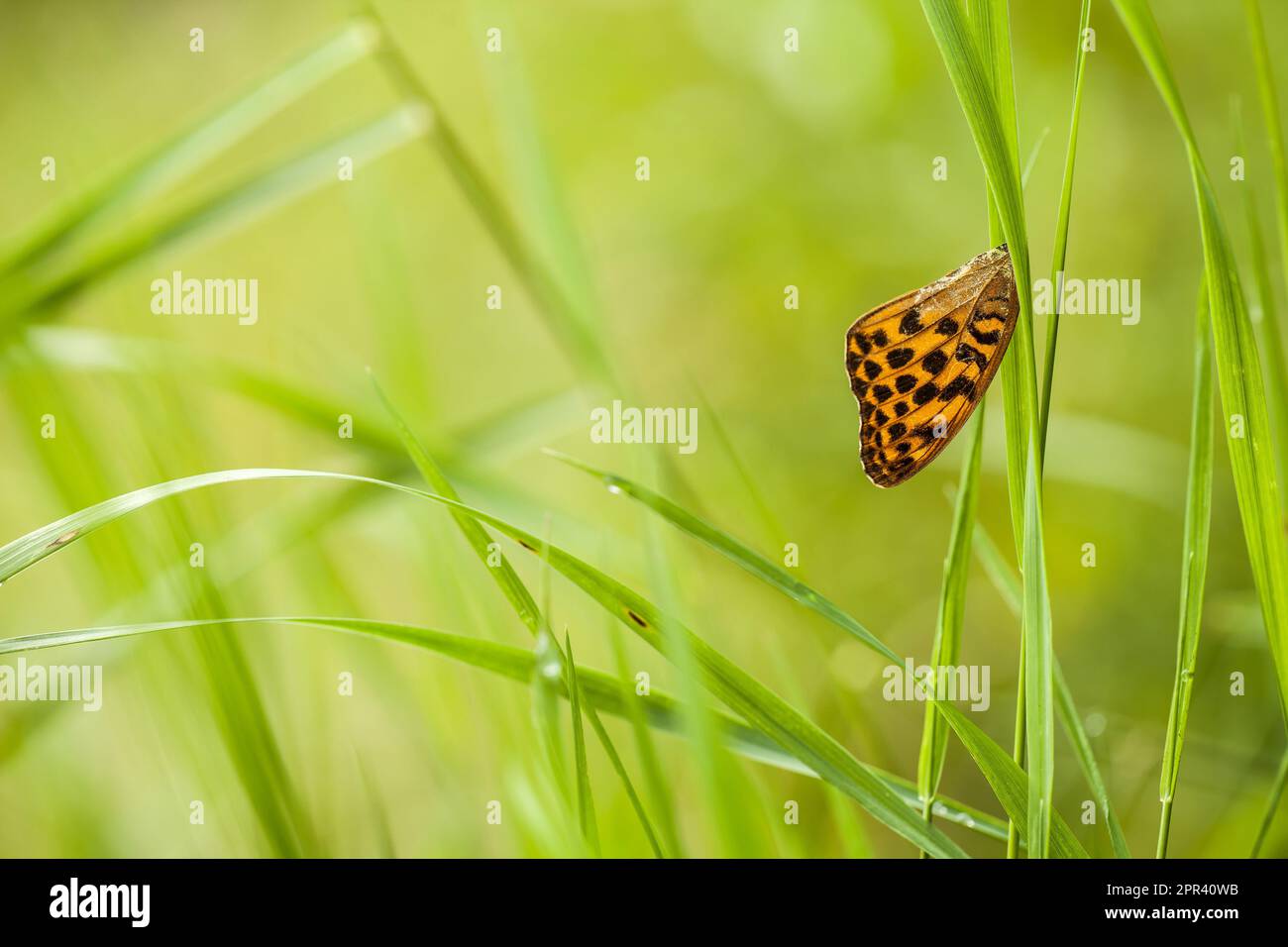 fritillario argentato (Argynnis pahia), ala singola su erba, Germania Foto Stock