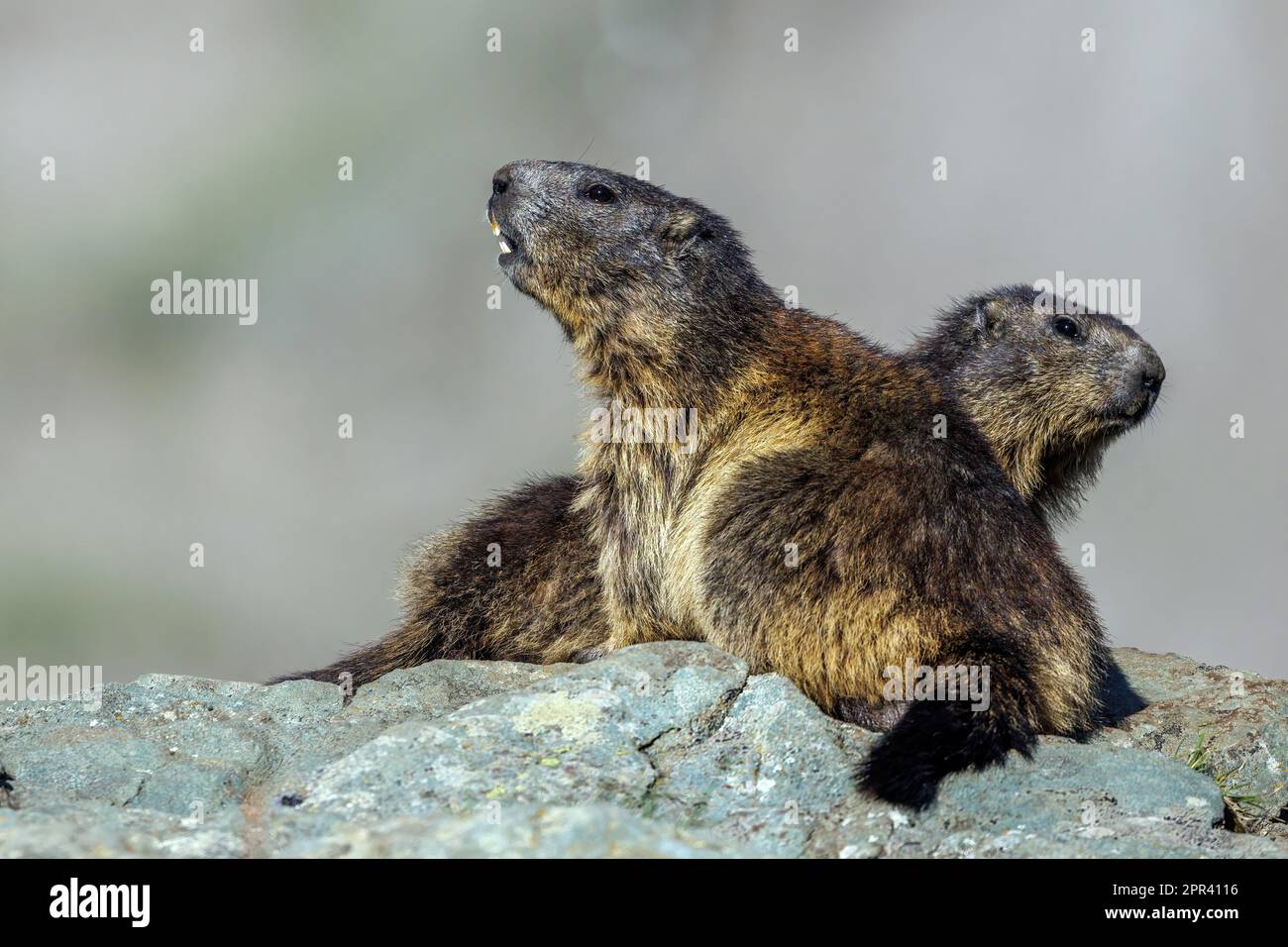Marmotta alpina (Marmota marmota), due marmotte alpine su un masso, Austria, Carinzia, Parco Nazionale degli alti Tauri, Grossglockner Foto Stock
