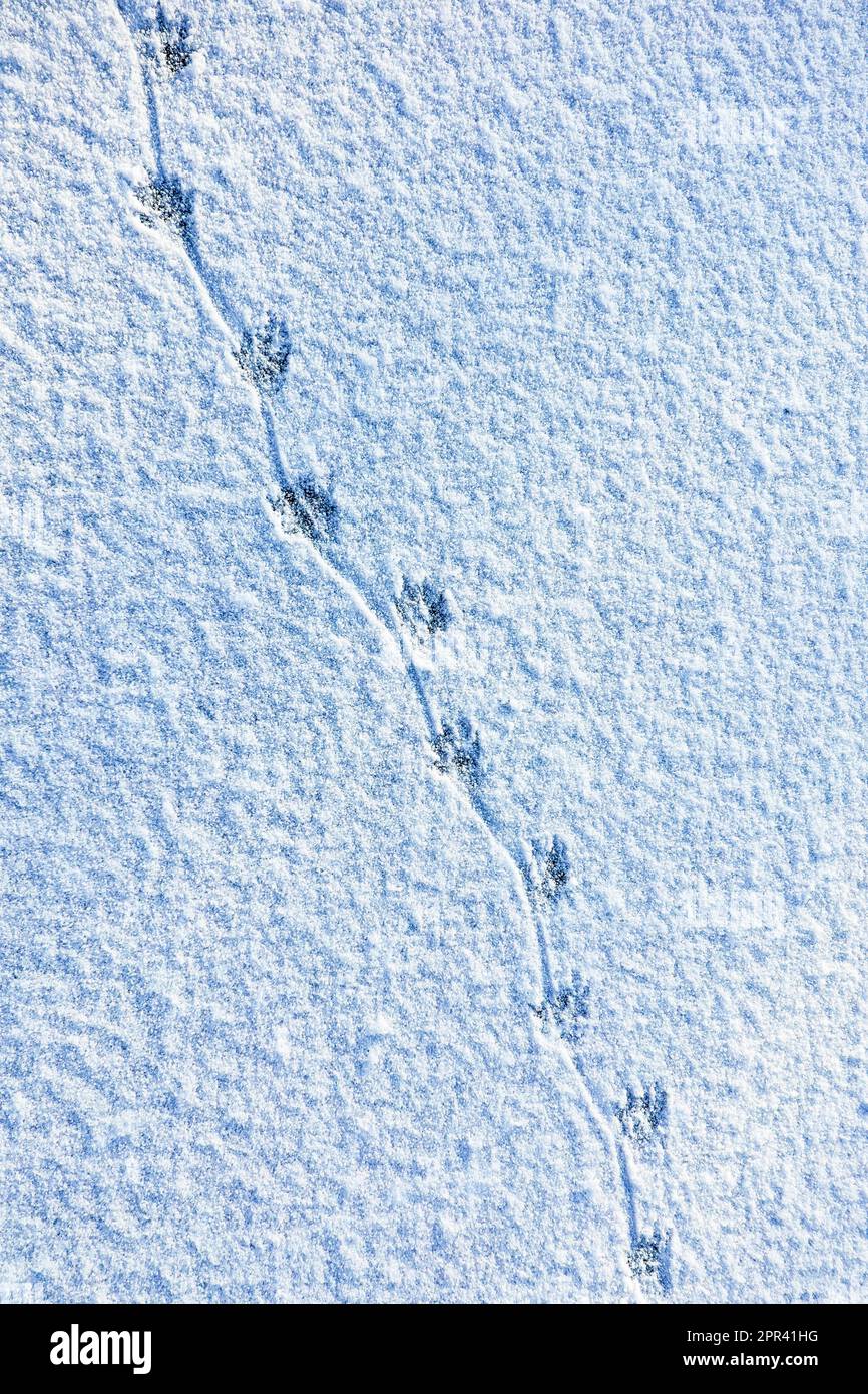 Coypu, nutria (Myocastor coypus), tracce nella neve sulla superficie ghiacciata di uno stagno ghiacciato, con l'impronta della coda rotante sul terreno, Foto Stock
