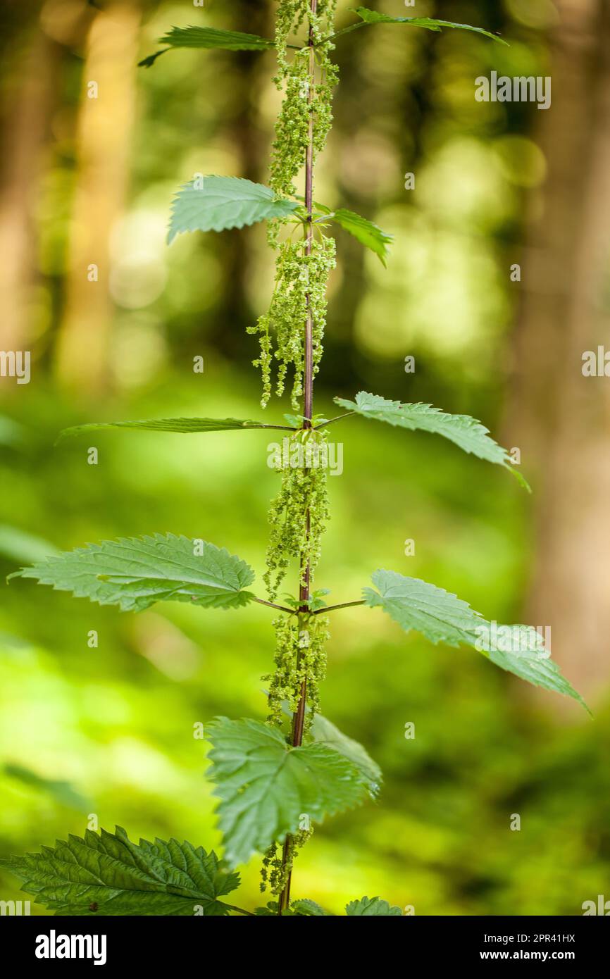 Ortica comune, ortica pungente, foglia di ortica, ortica, zenzero (Urtica dioica), Fioritura, Germania Foto Stock