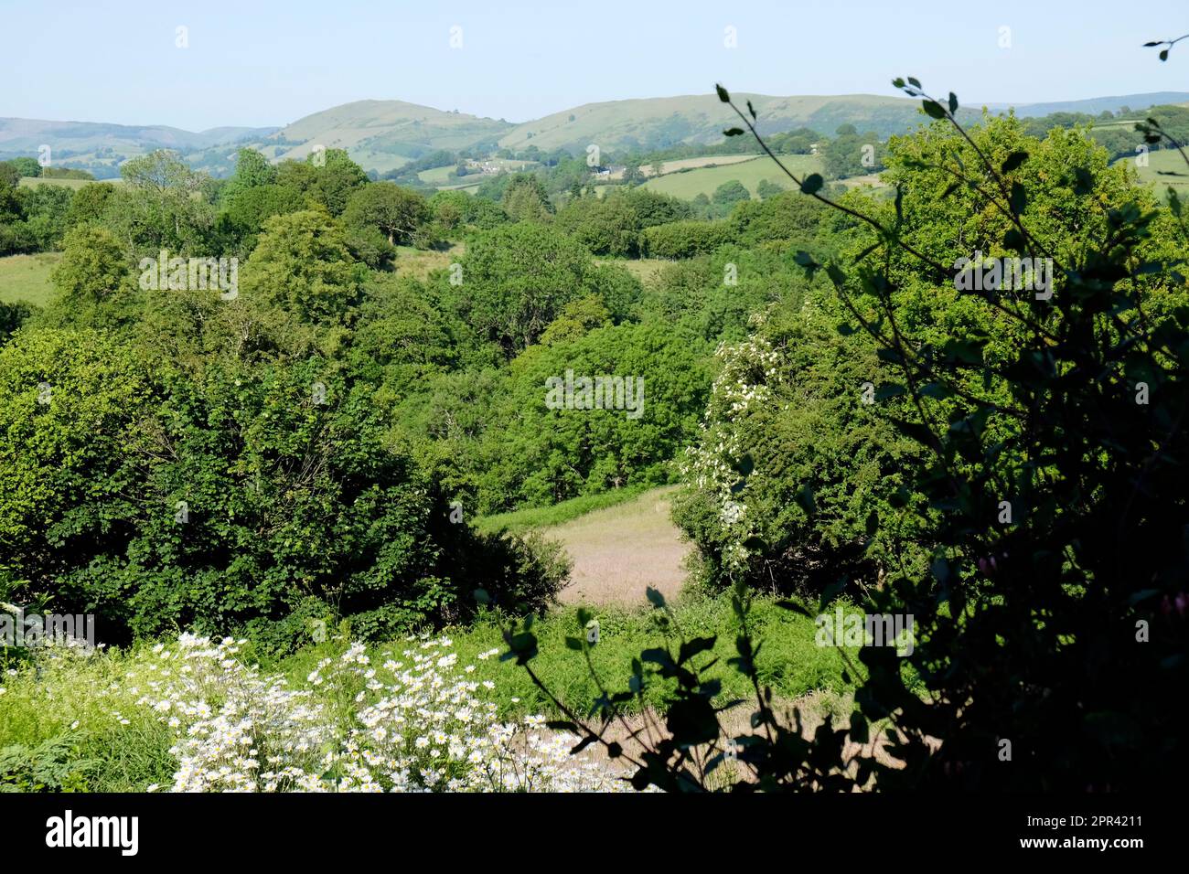 Vista delle verdi colline verdeggianti e della campagna rurale del Carmarthenshire, Galles, Regno Unito Foto Stock