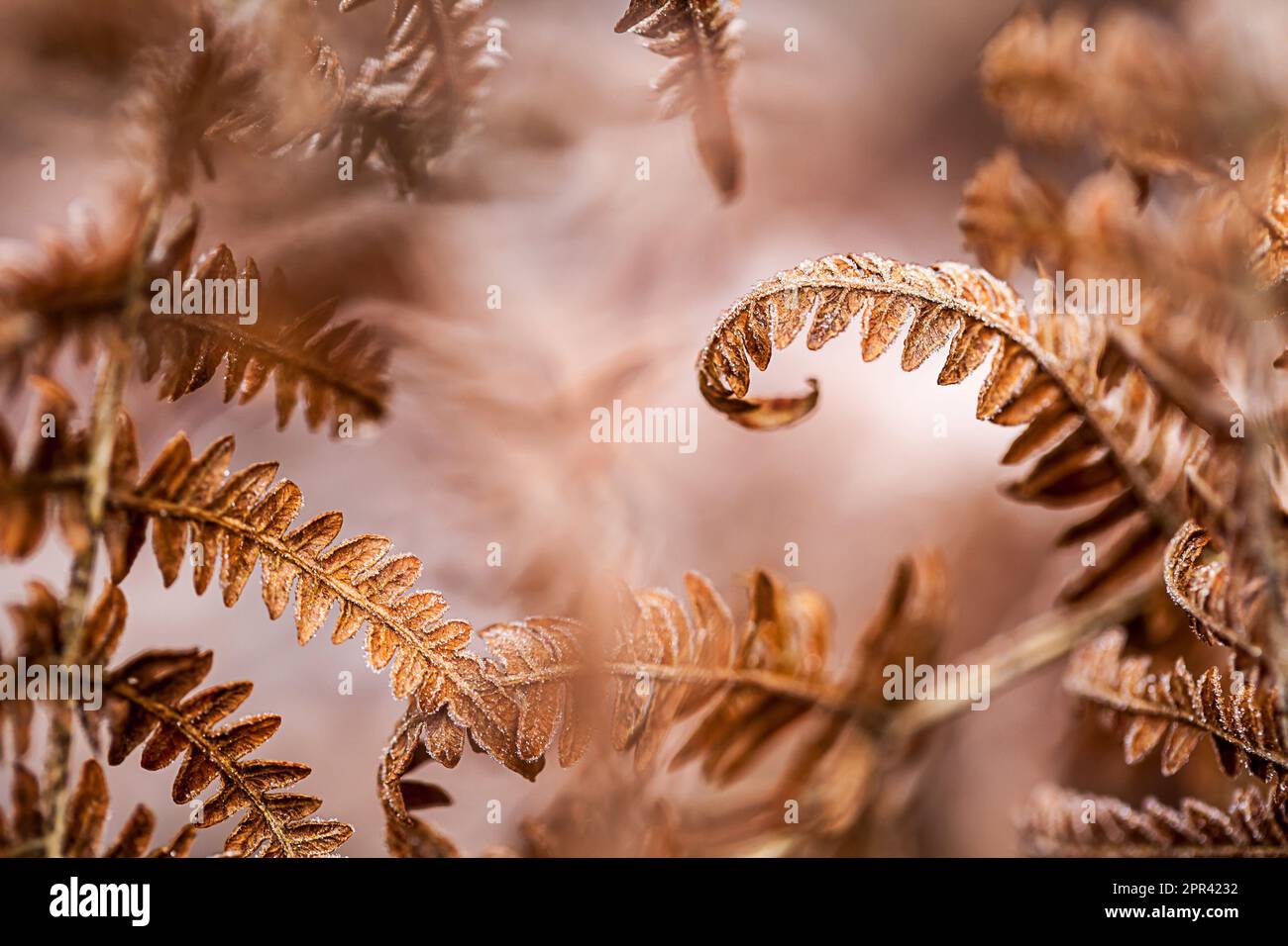 bracken felce (Pteridium aquilinum), fronte secco con brina di bue, Germania Foto Stock