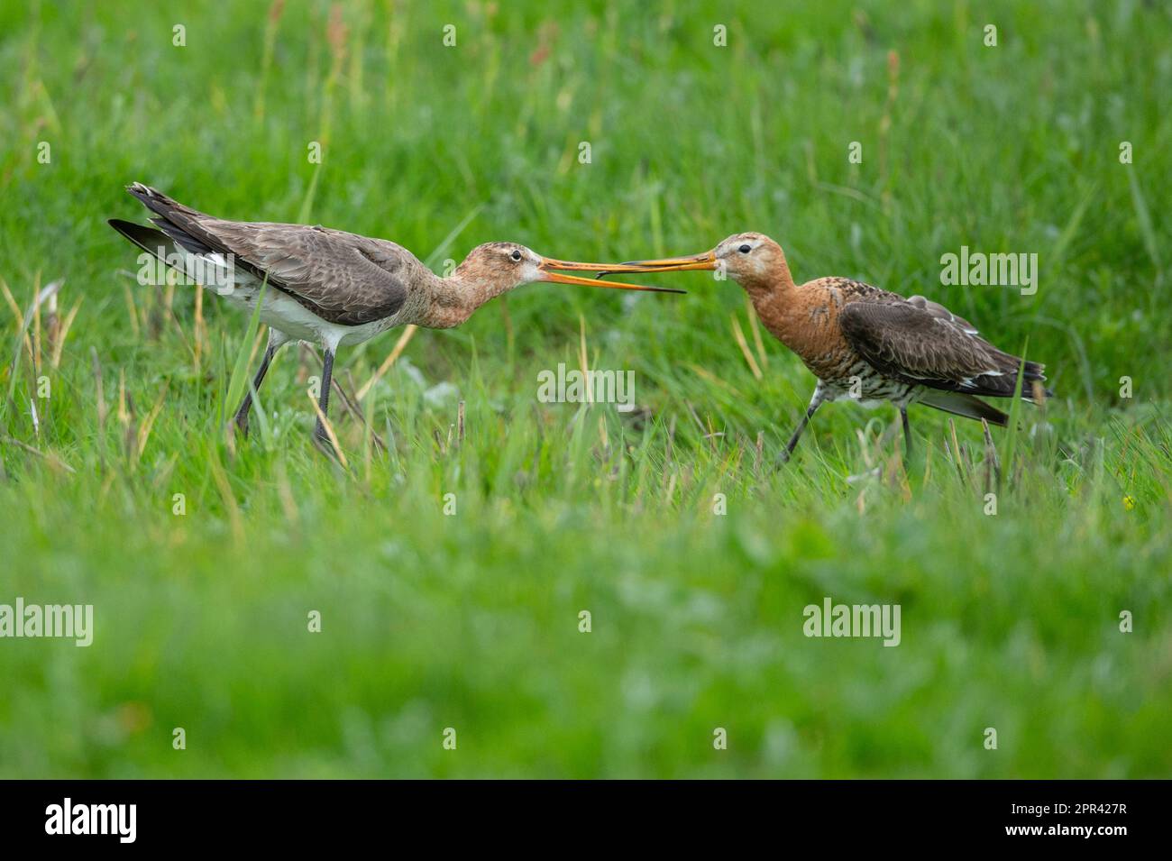 godwit dalla coda nera (Limosa limosa), coppia in un meaddow, vista laterale, Germania, bassa Sassonia Foto Stock