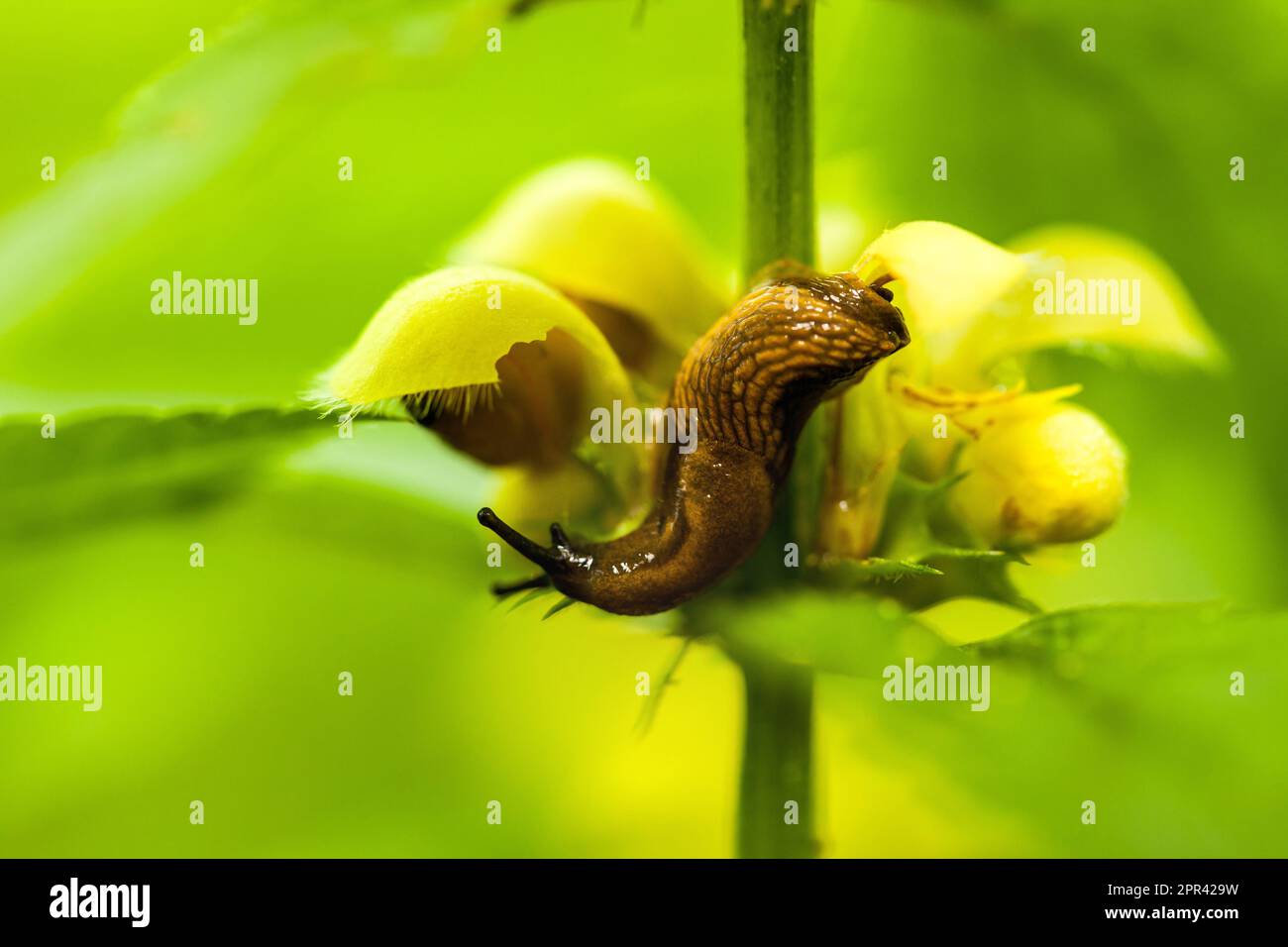 Ortica gialla, Arcangelo giallo, pianta di artiglieria, pianta di alluminio (Lamium galeobdolon, Galeobdolon luteum, Lamiastrum galeobdolon), fiori con Foto Stock