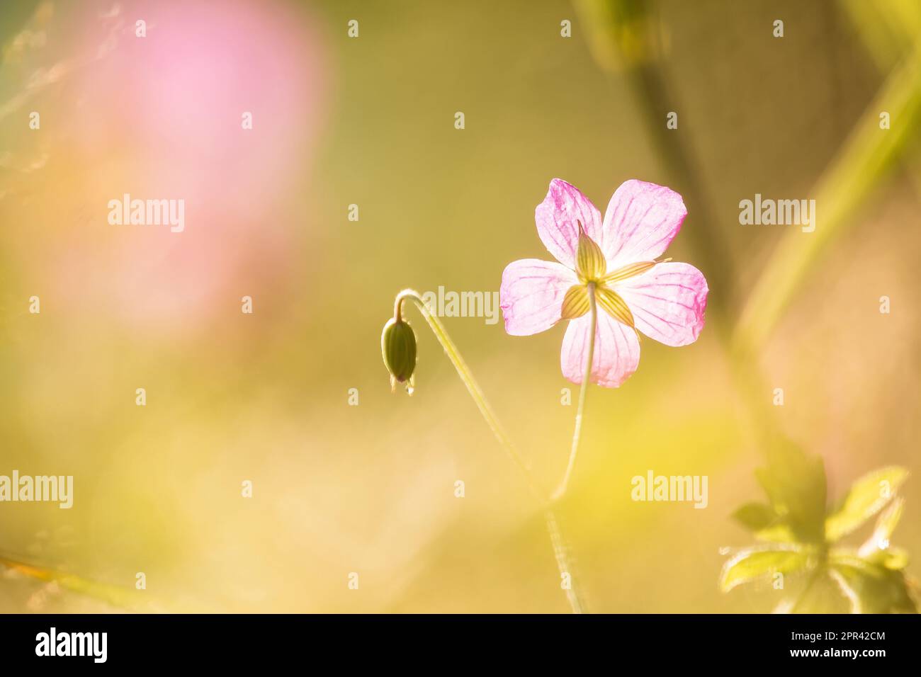 Erba Robert, Red Robin, la morte arriva rapidamente, Robert Geranium (Geranium robertianum, Robertiella robertiana), fiore in controluce, Germania Foto Stock Erba Robert, Red Robin, la morte arriva rapidamente, Robert Geranium (Geranium robertianum, Robertiella robertiana), fiore in controluce, Germania Foto Stock