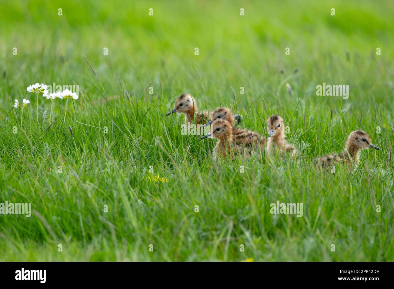 godwit dalla coda nera (Limosa limosa), cinque pulcini in un prato, Germania, bassa Sassonia Foto Stock
