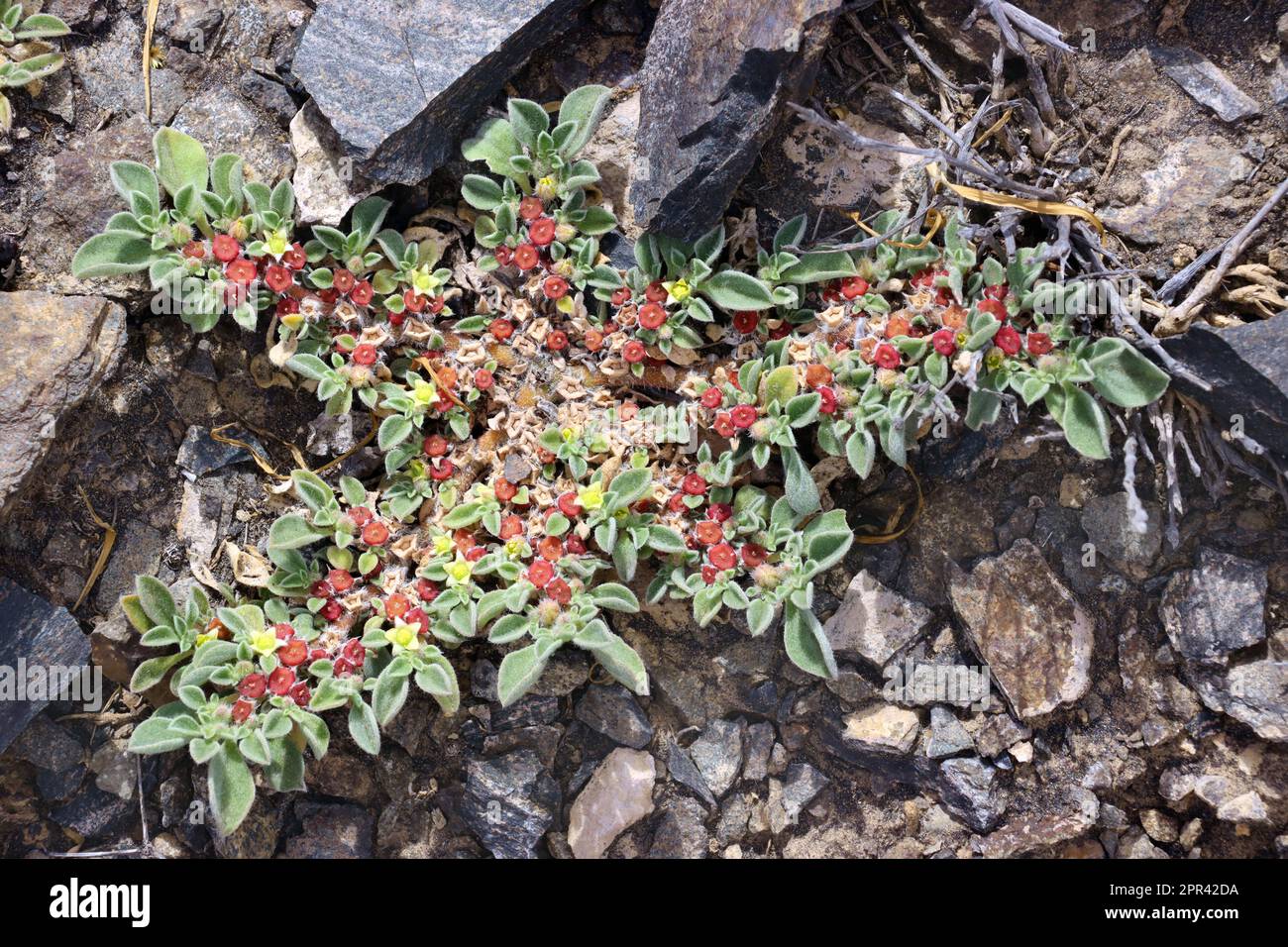 Iceplant delle Canarie, Iceplant delle Canarie (Aizoon canariense, Aizoon canariensis), fioritura, Isole Canarie, Gran Canaria Foto Stock