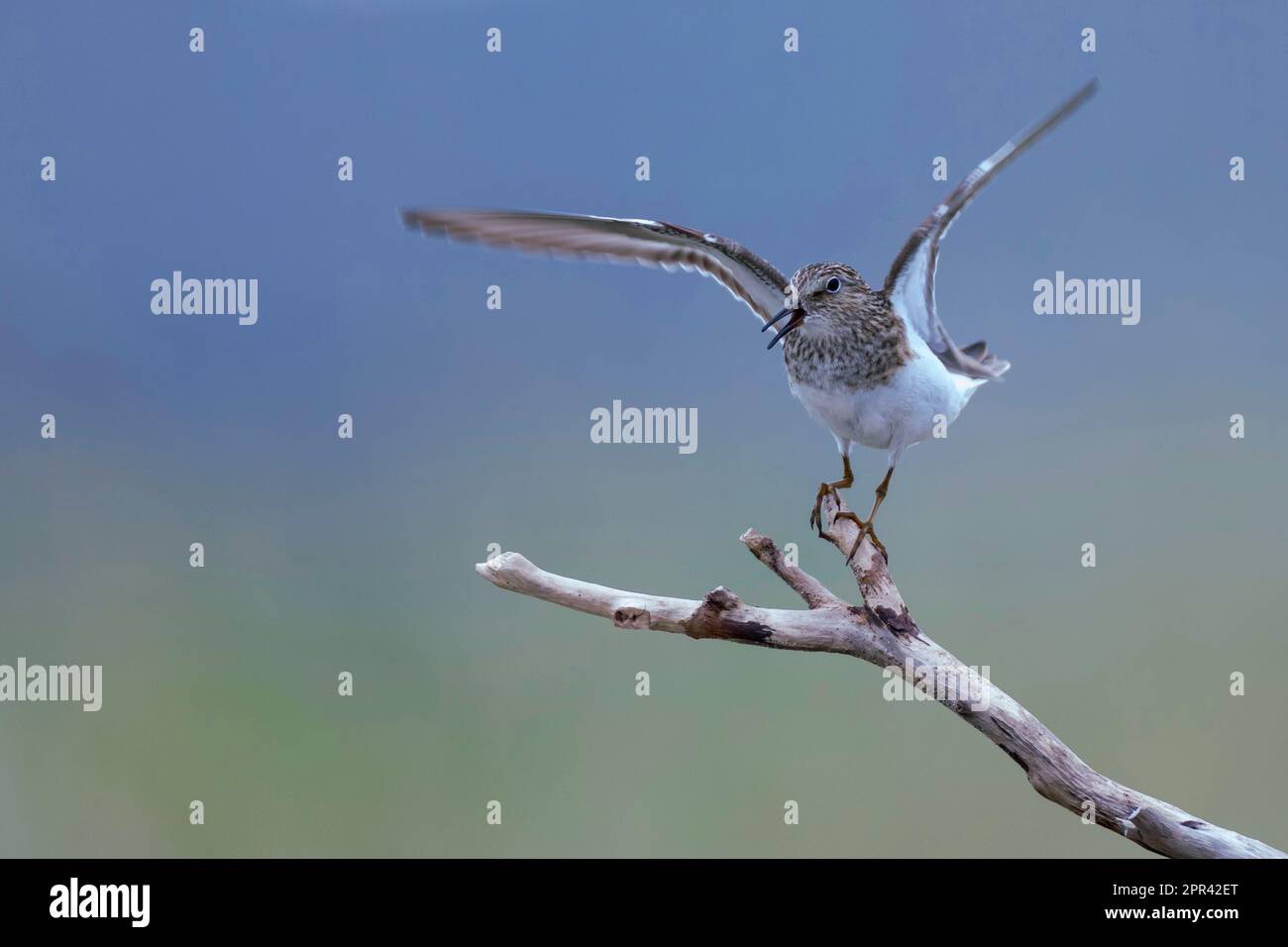 Stint di Temminck (Calidris tempminckii), partendo da un ramo, vista frontale, Scandinavia Foto Stock
