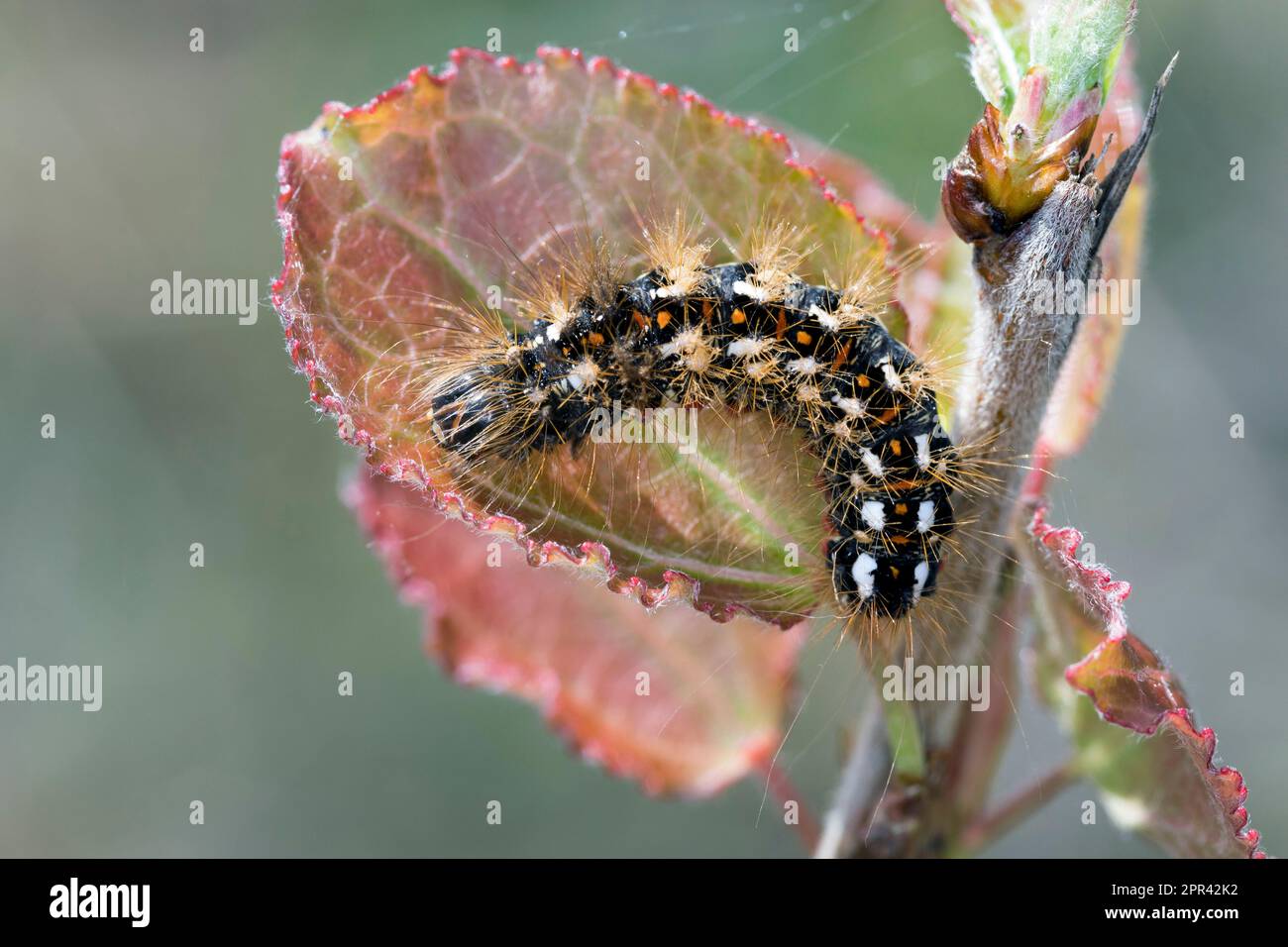 Falce di erba (Acronicta rumicis, Viminia rumicis, Acronycta salicis), bruco su foglia di pioppo, Germania Foto Stock