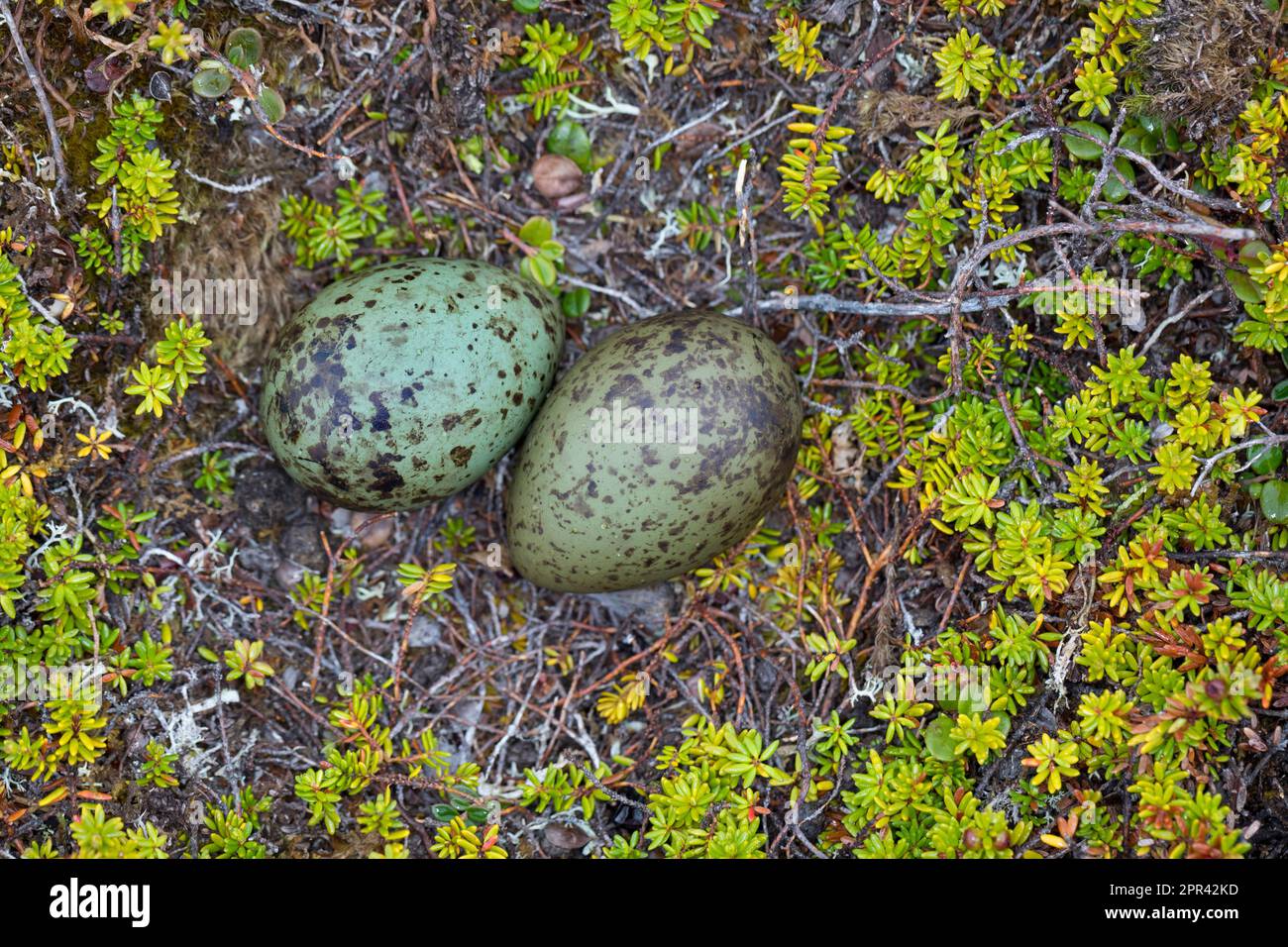 skua a coda lunga (Stercorarius longicaudus), uova a terra tra alofiti, vista dall'alto, Scandinavia Foto Stock