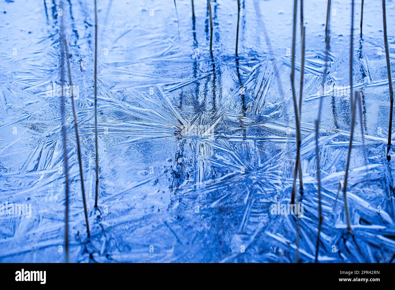 Lame di erba in ghiaccio, Germania Foto Stock