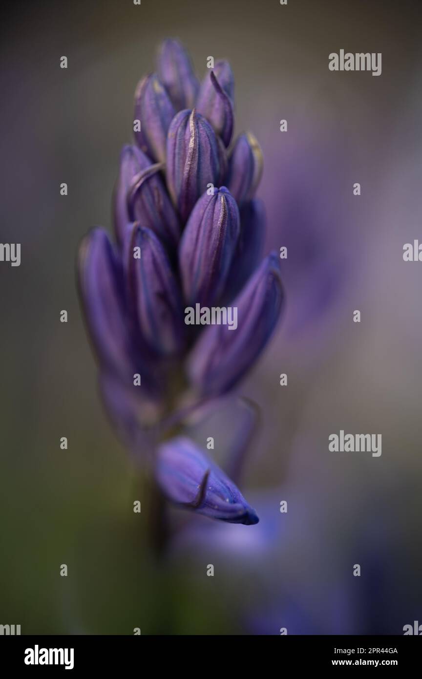Boccioli di Bluebells, fiore blu, bokeh, sfondo morbido. Foto Stock