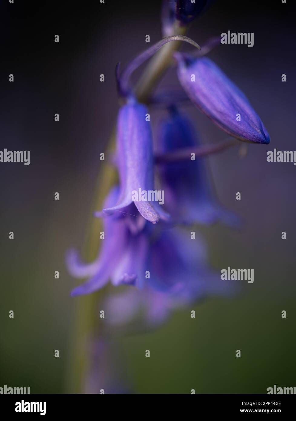 Bluebells, fiori blu, foto ravvicinata della natura. Foto Stock