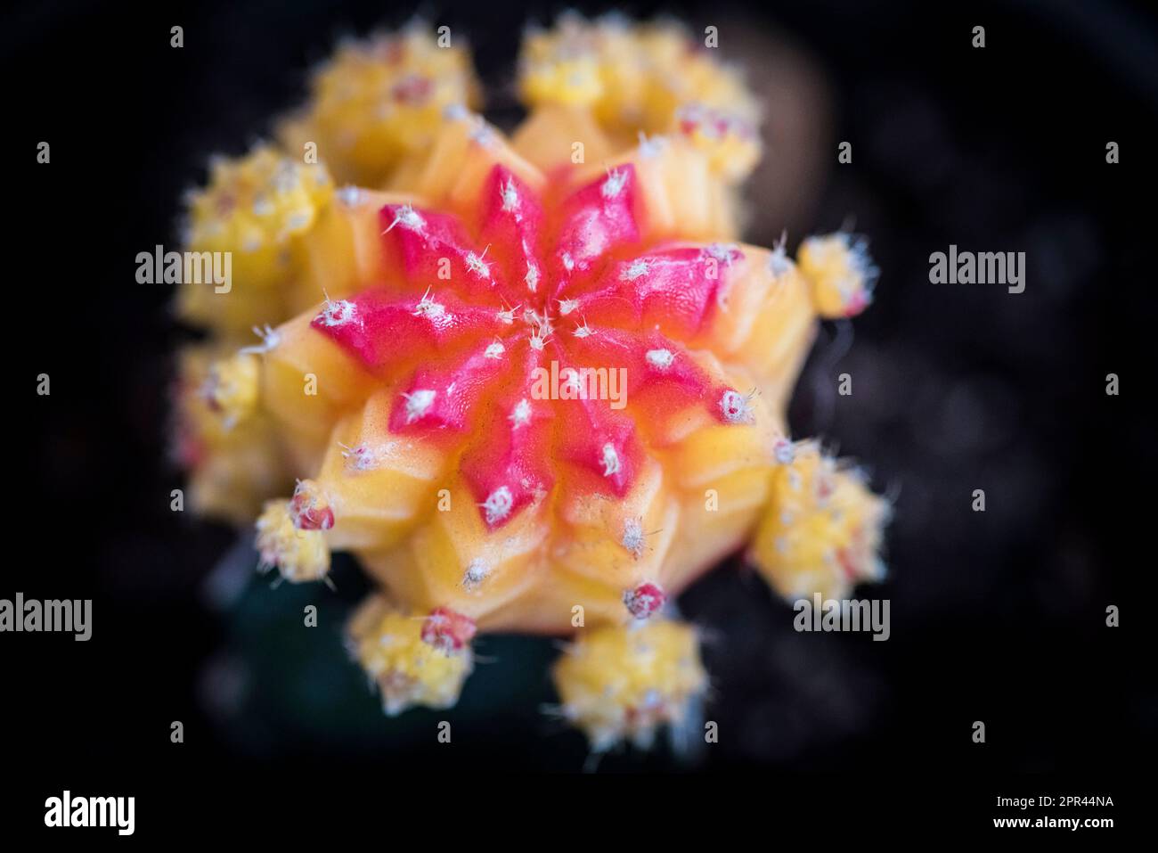 Luna Cactus, Gymnocalycium mihanovichii, Foto Stock