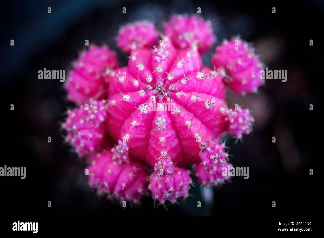 Luna Cactus, Gymnocalycium mihanovichii, Foto Stock
