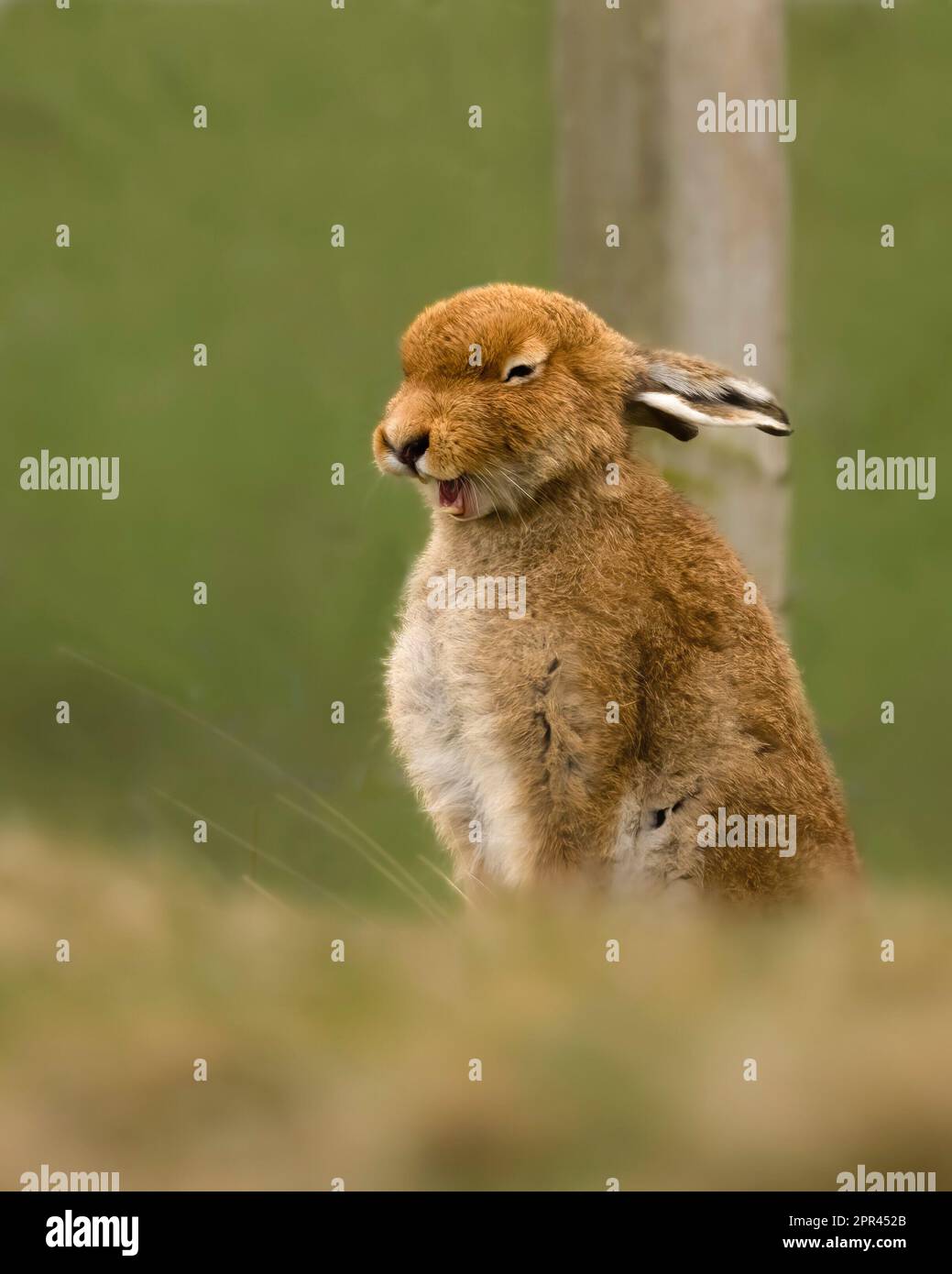 IMMAGINI ESILARANTI di lepri naughty che tirano i volti i volti più divertenti sono stati catturati in Dorset. Foto Stock