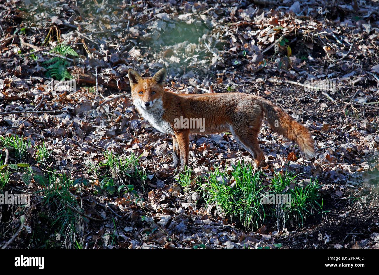 Fox esplorando lungo la riva del fiume Foto Stock