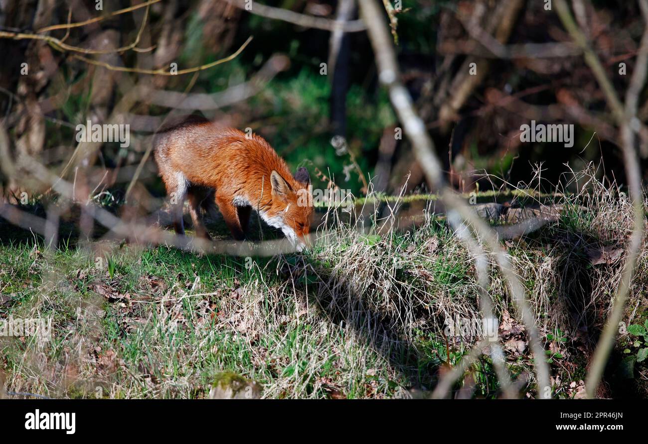 Fox esplorando lungo la riva del fiume Foto Stock