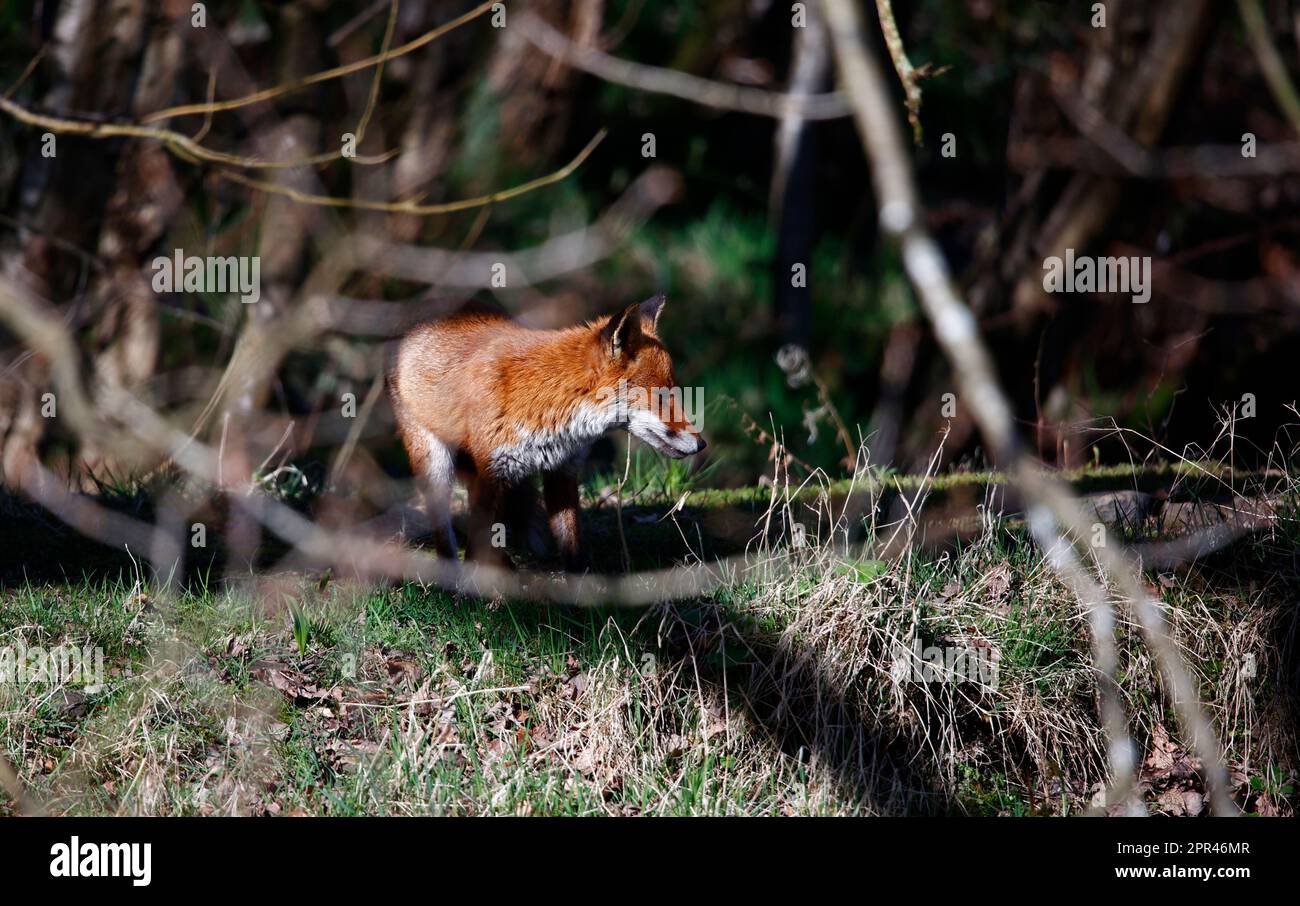 Fox esplorando lungo la riva del fiume Foto Stock