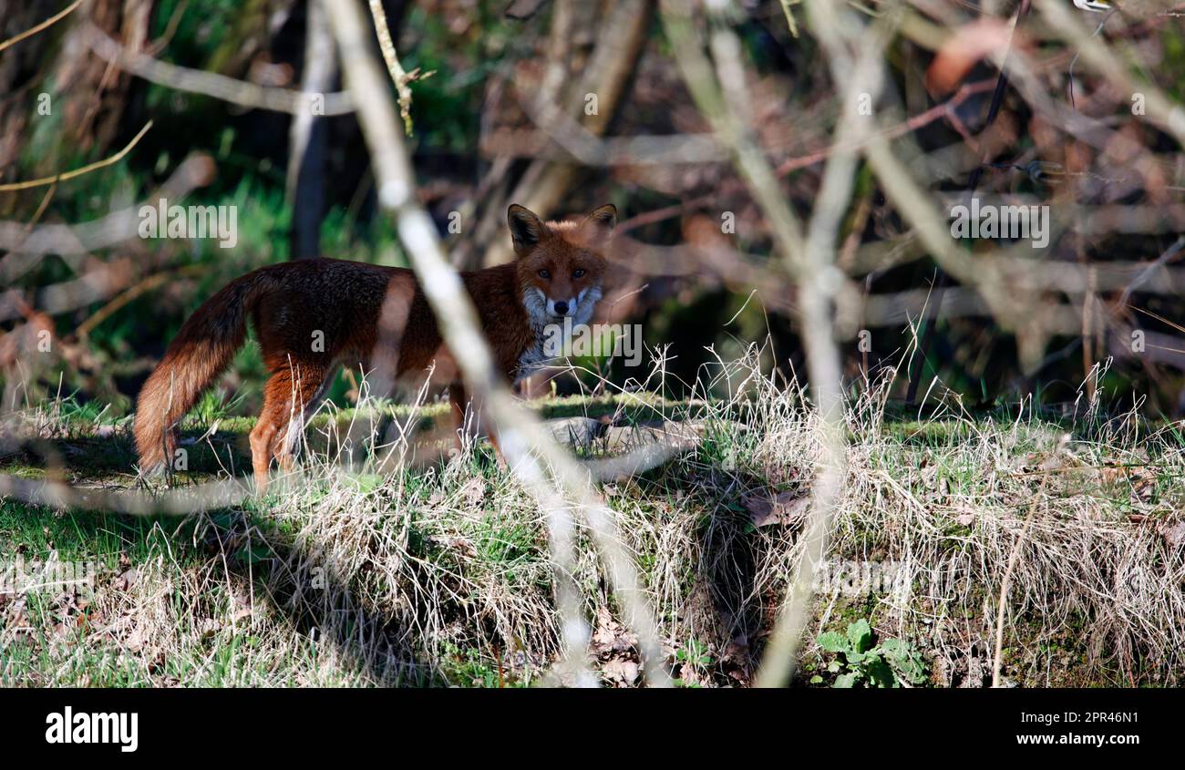 Fox esplorando lungo la riva del fiume Foto Stock