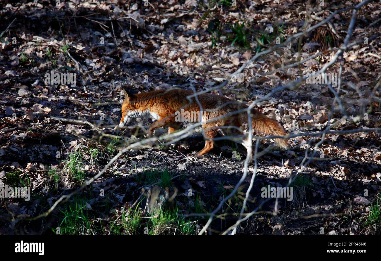 Fox esplorando lungo la riva del fiume Foto Stock