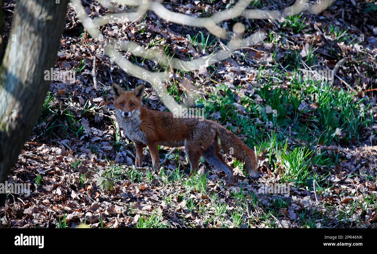 Fox esplorando lungo la riva del fiume Foto Stock