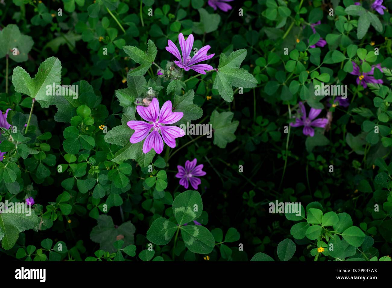 Malva sylvestris fiori in prato. Comune mallow (Malva sylvestris) fiori. Malva Selvaggio sylvestris. Foto Stock