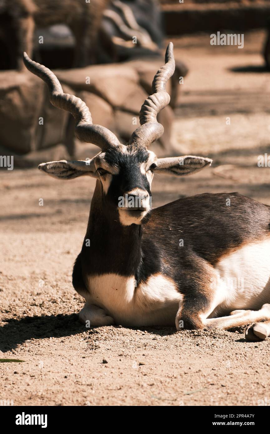 Un Blackbuck che si crogiolava al sole su una superficie sabbiosa, con la testa e le corna alzate in attenzione Foto Stock