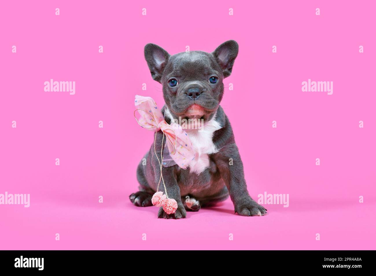 Cucciolo francese Bulldog con nastro rosa Foto Stock