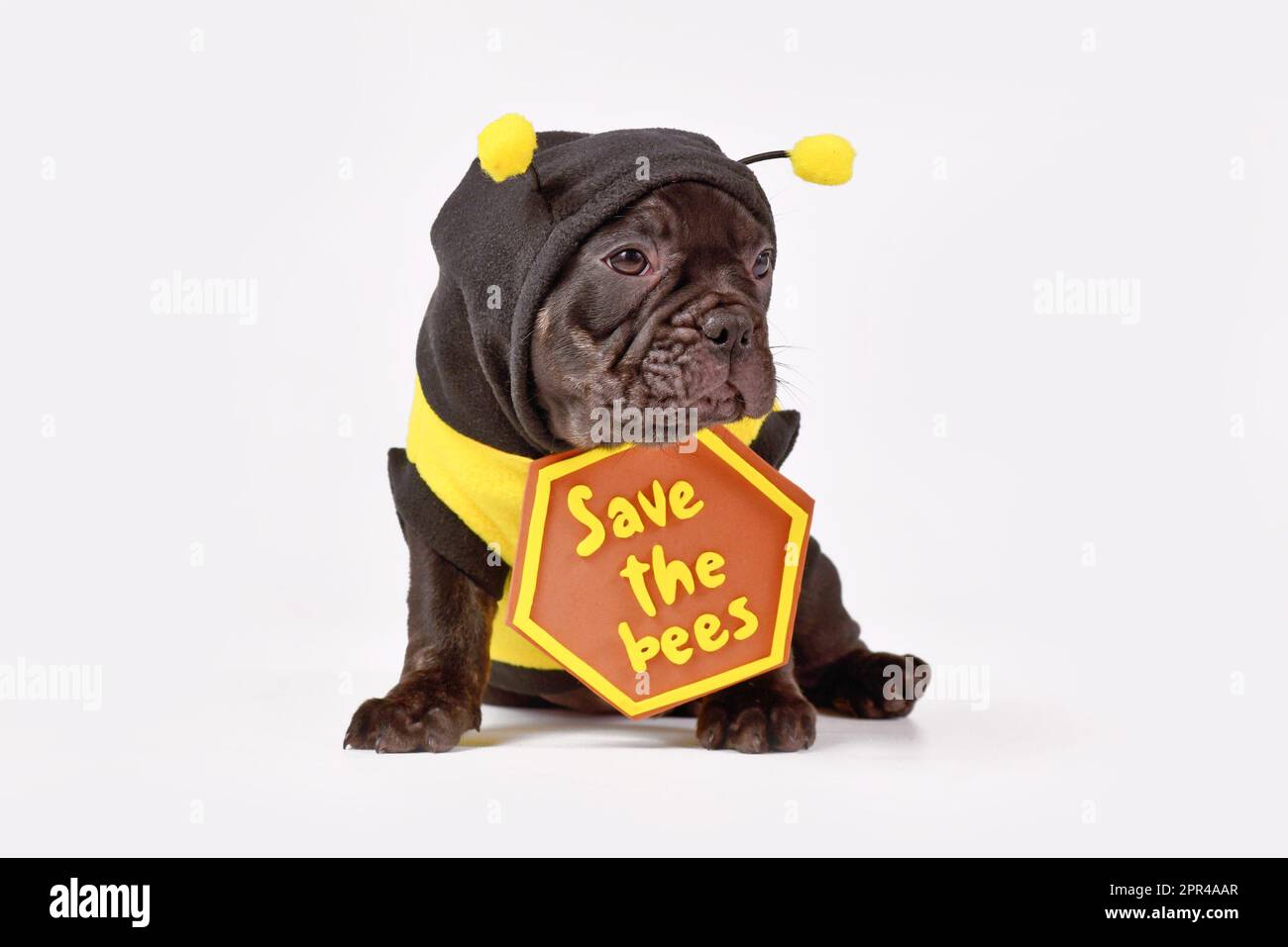 Cucciolo di cane Bulldog francese nero vestito con costume d'ape e segno 'Salva le api' su sfondo bianco Foto Stock