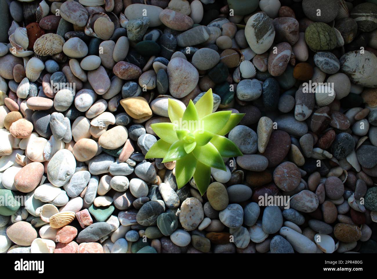 Il raggio del sole del mattino illumina il giovane sparo di una pianta forte in terreno roccioso Foto Stock