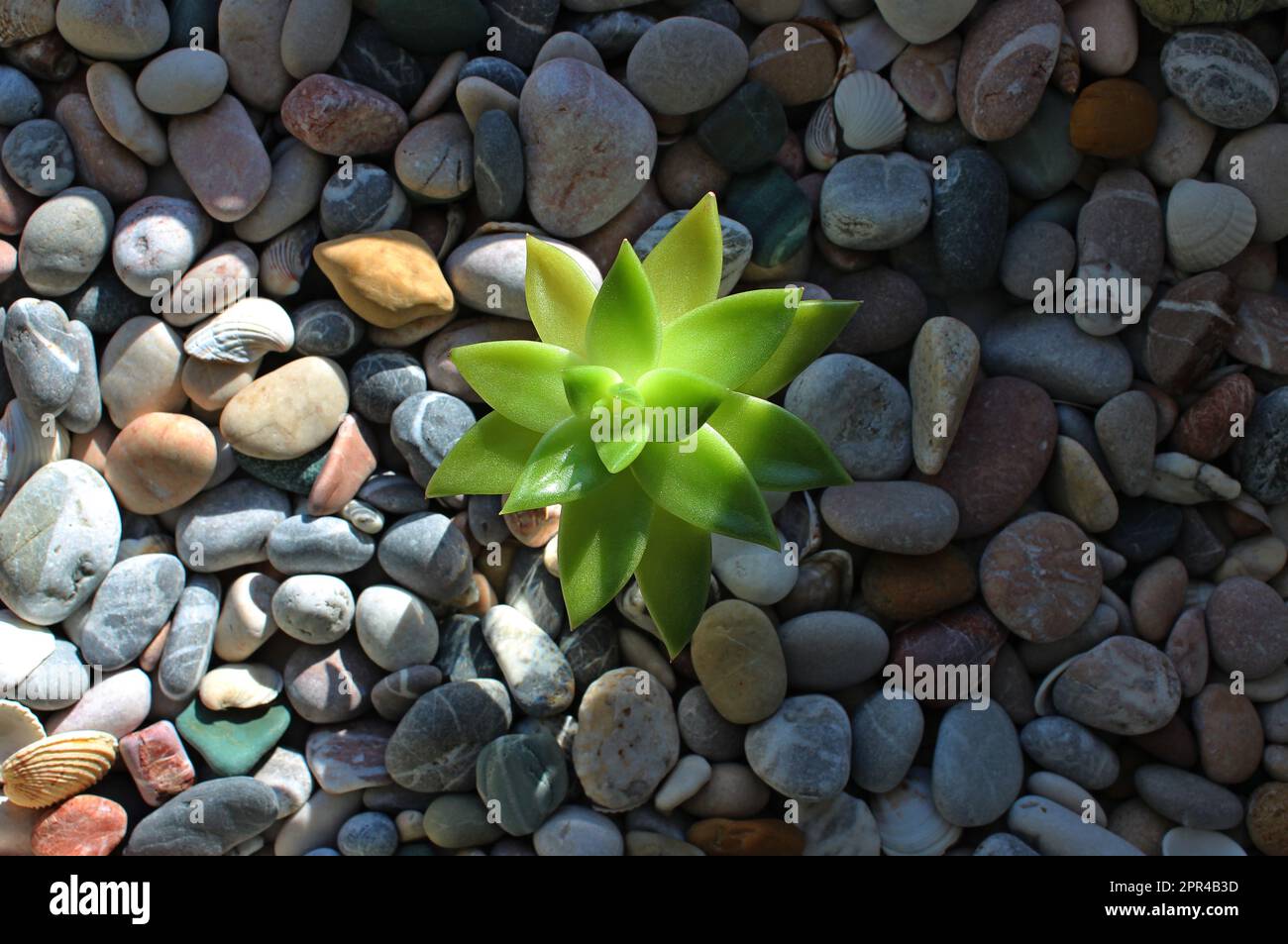 Un raggio di sole splende attraverso le foglie verdi succose di una pianta giovane che cresce attraverso un terreno ghiaioso liscio Foto Stock