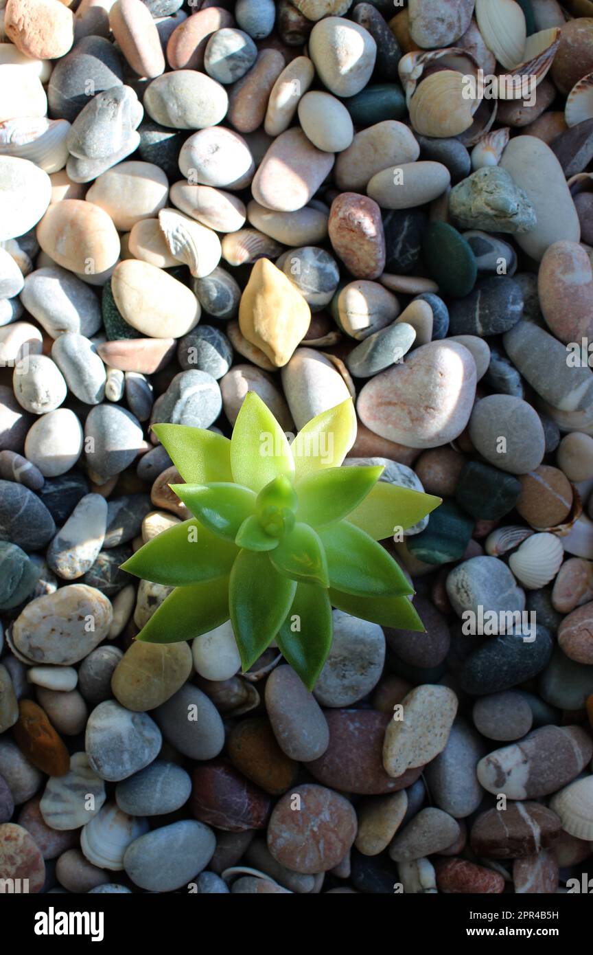 Il sole che sorge riscalda le pietre attraverso le quali si è germogliato un giovane germoglio di una pianta verde Foto Stock