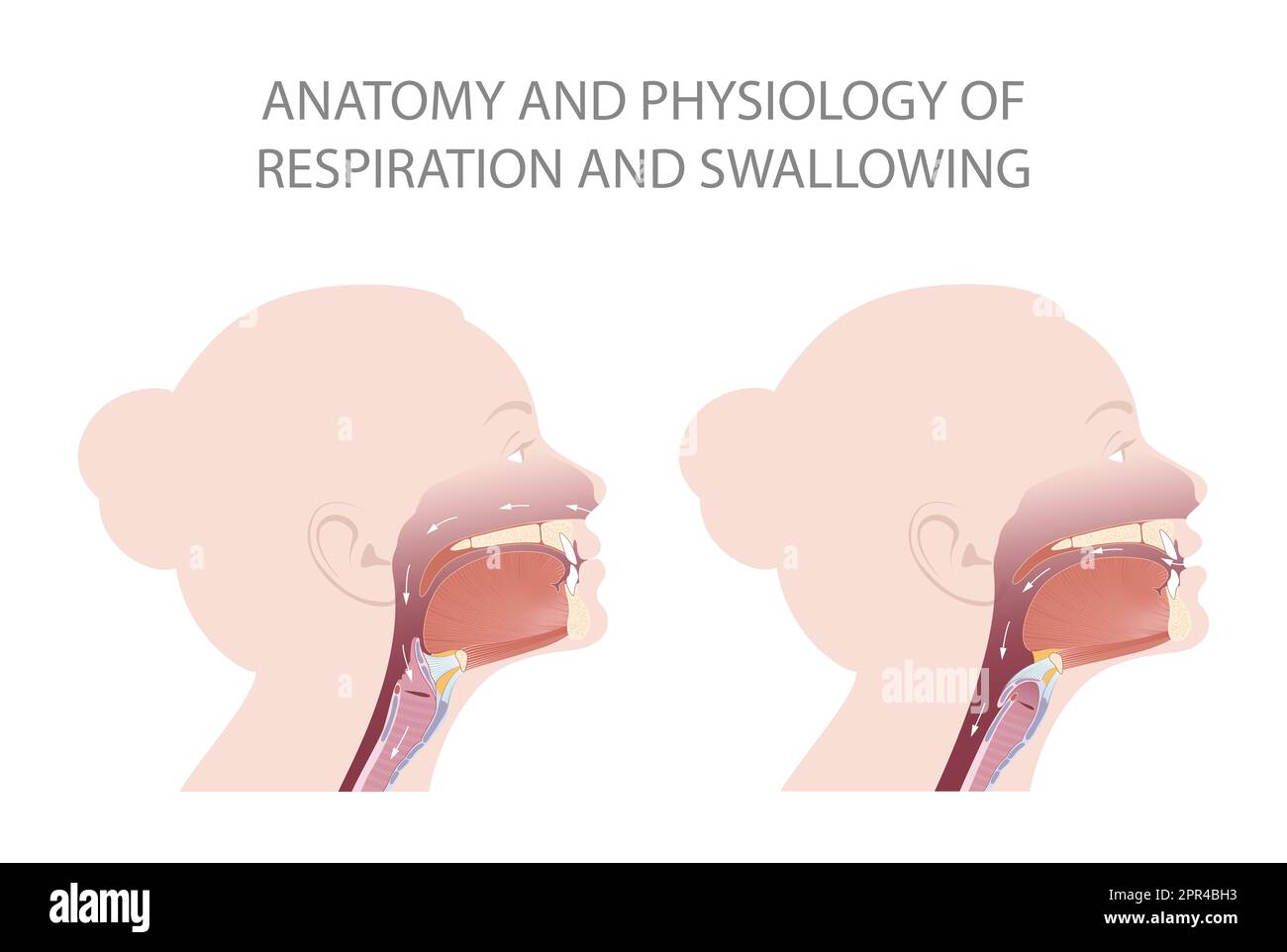 La posizione dell'epiglottide durante la respirazione e la deglutizione Foto Stock