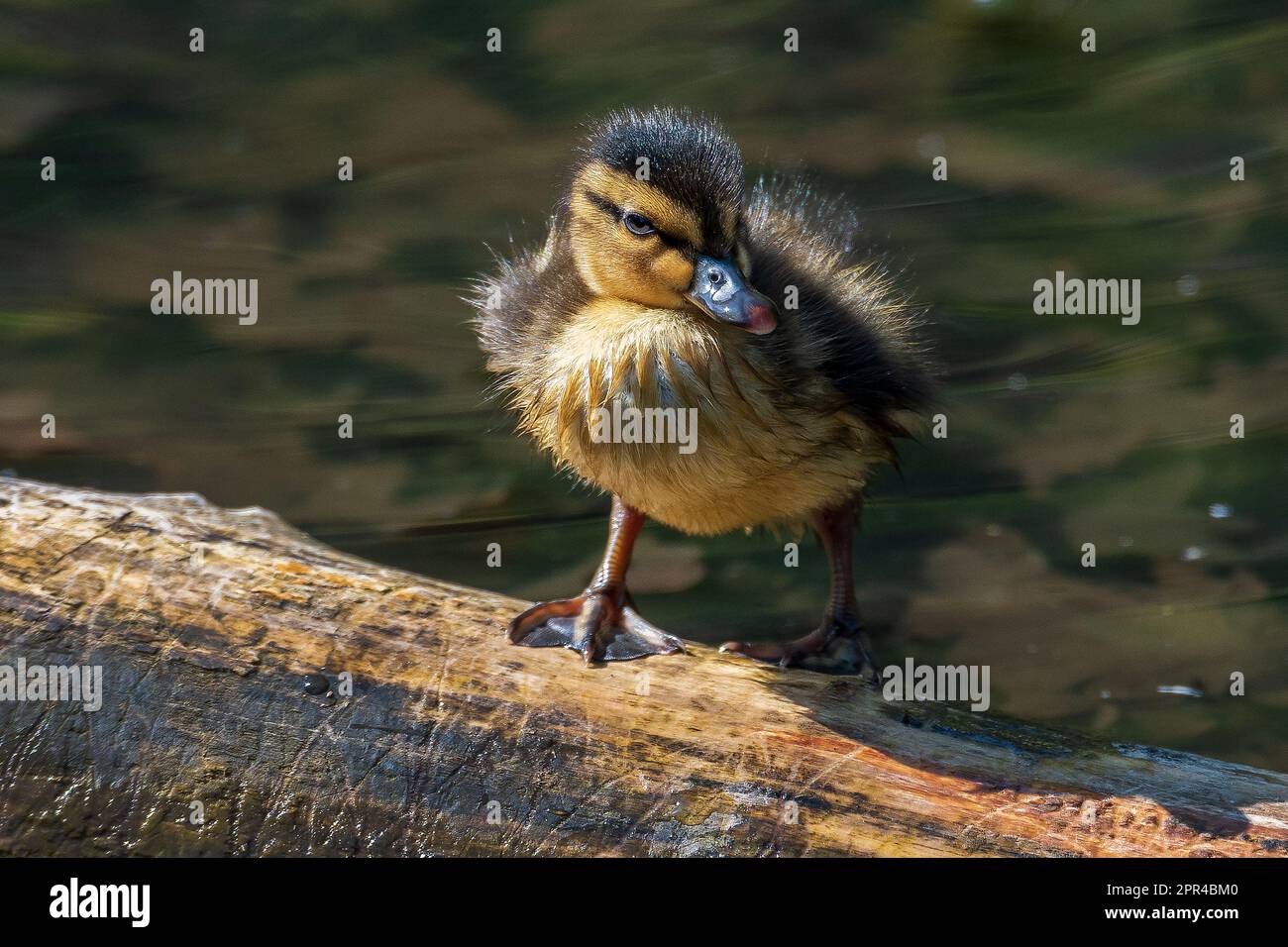 Baby anatroccolo sul log galleggiante in laghetto urbano. Foto Stock