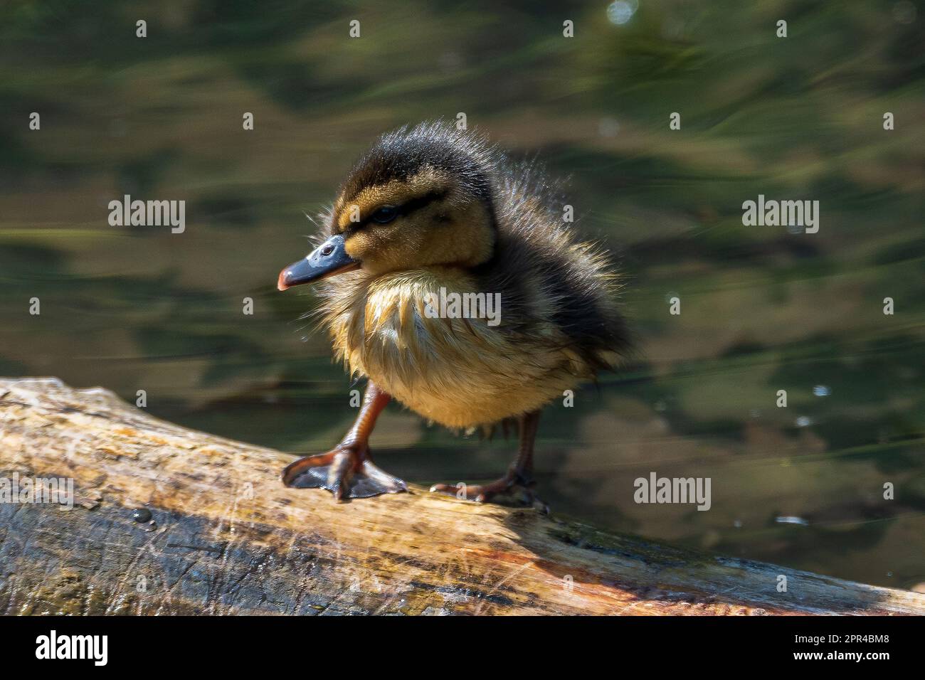Baby anatroccolo sul log galleggiante in laghetto urbano. Foto Stock