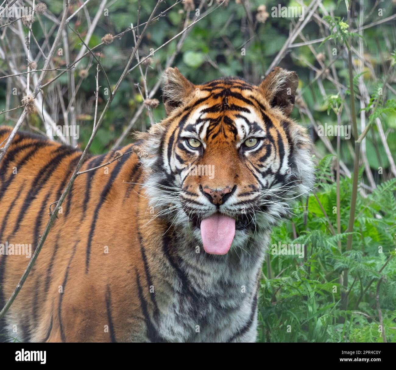 Tiger Sumatran Panthera tigris sondaica Foto Stock