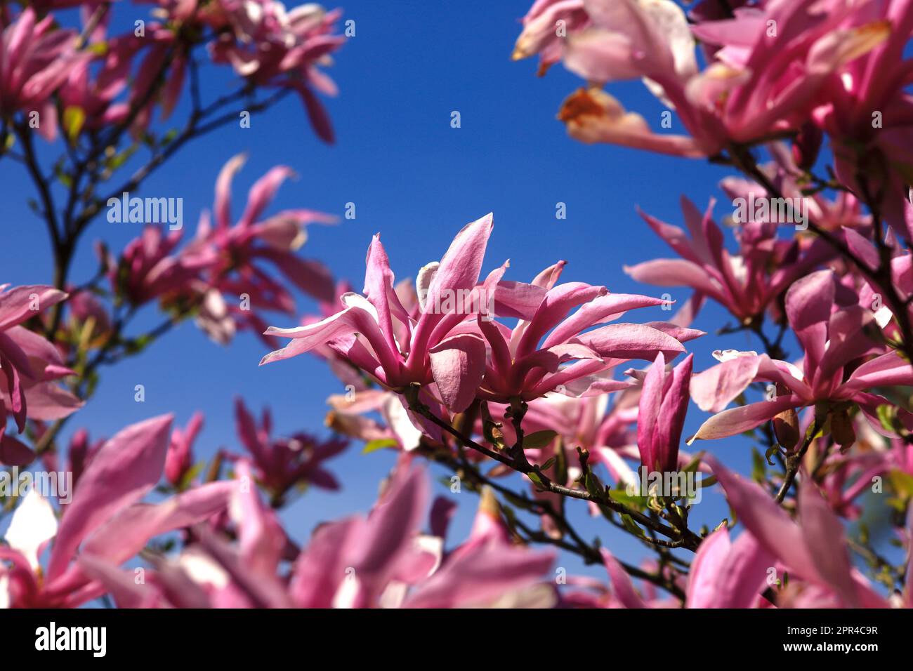 Magnifico albero di magnolia Foto Stock
