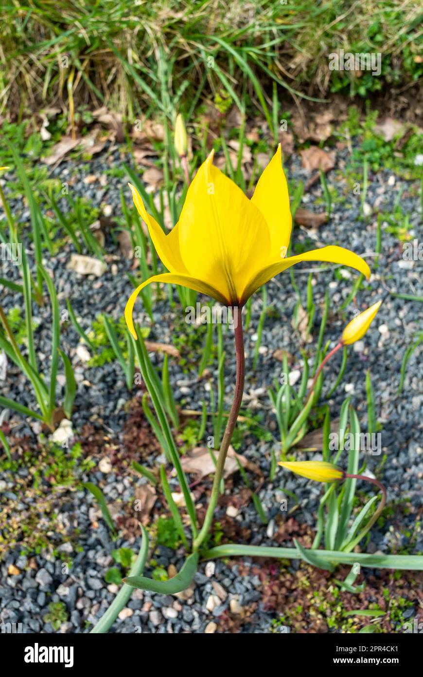 Fiori gialli di Tulipa sylvestris Foto Stock
