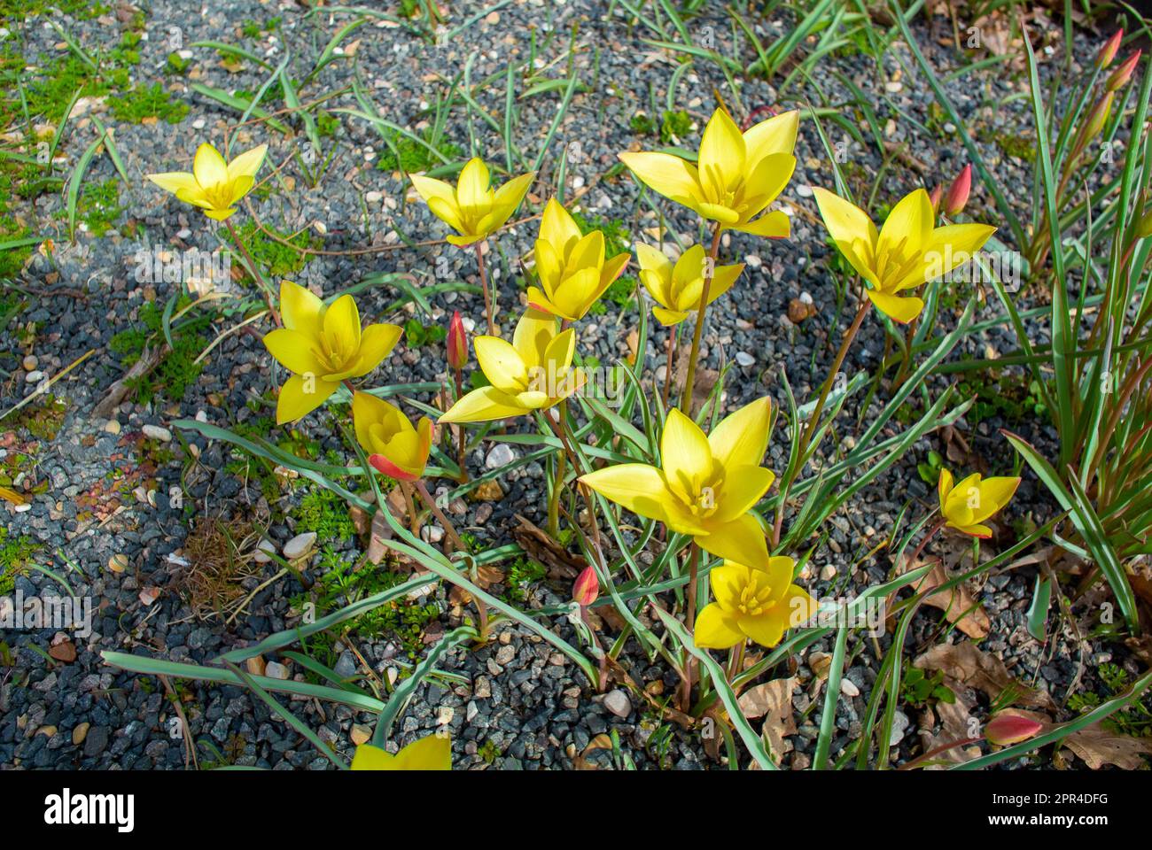 Il fiore giallo di Tulipa clusiana Foto Stock