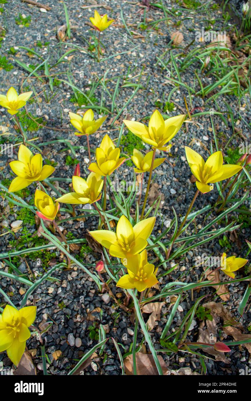 Il fiore giallo di Tulipa clusiana Foto Stock