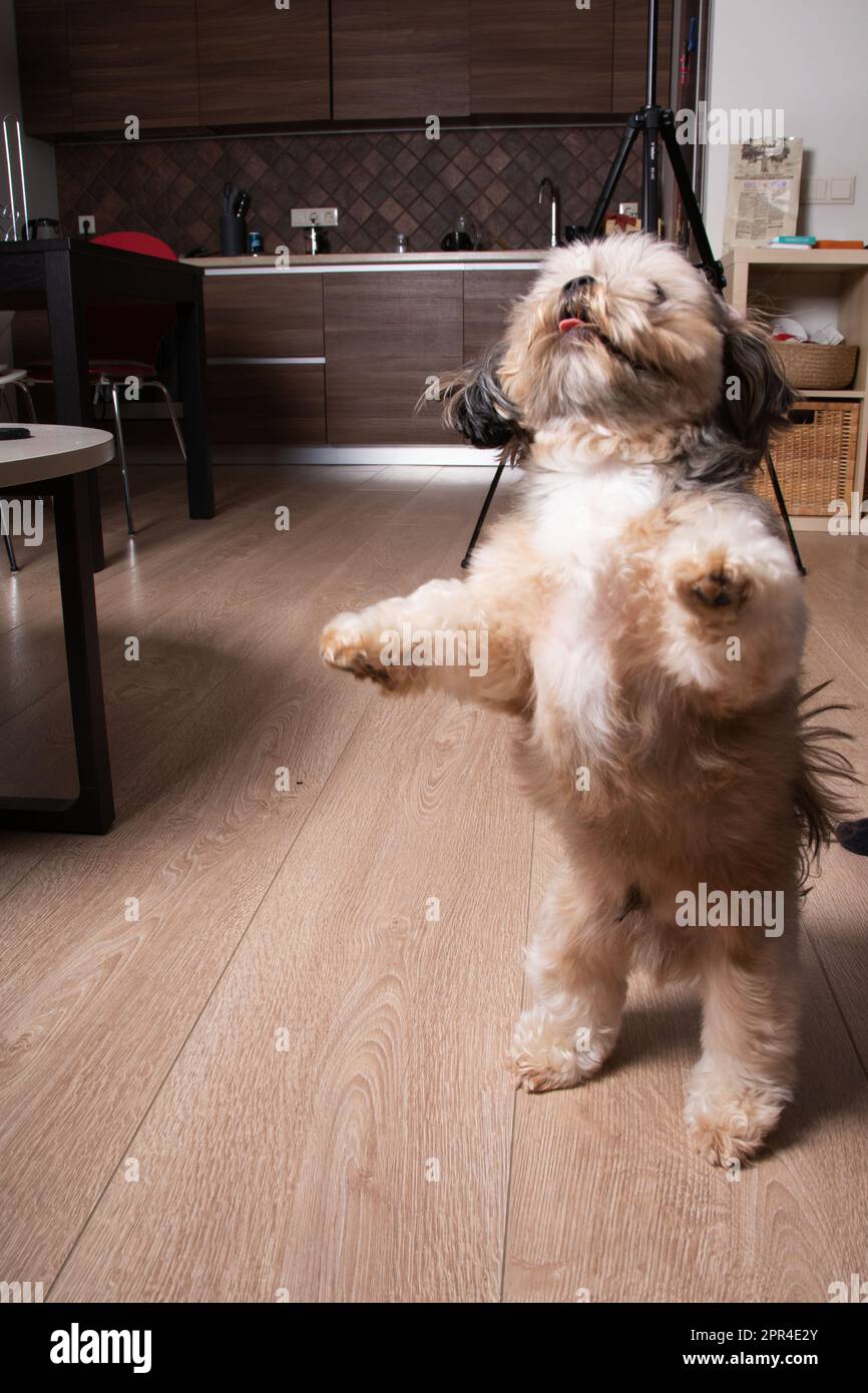 Foto di Shih Tzu che gioca e si alza sulle gambe posteriori a casa Foto Stock